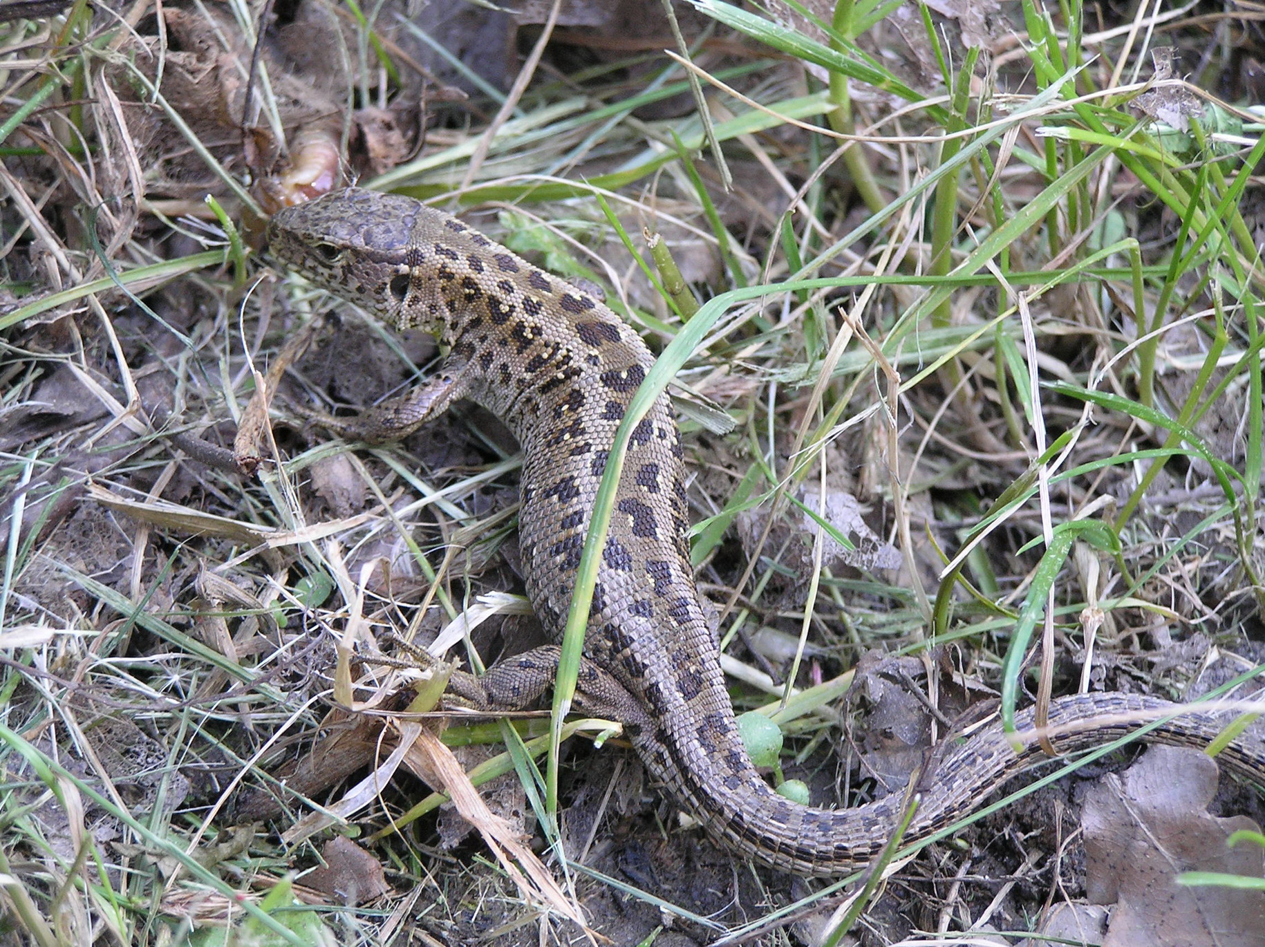P6060157_Zmenit velikost.JPG